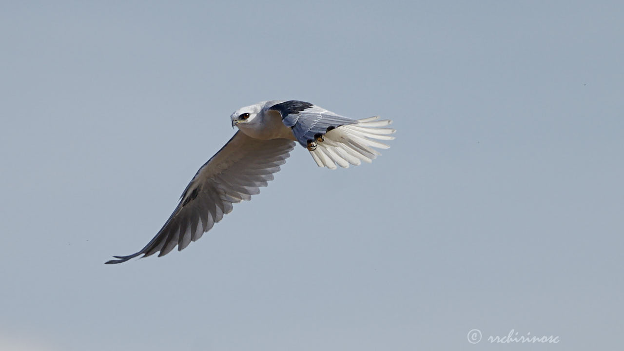 White-tailed kite