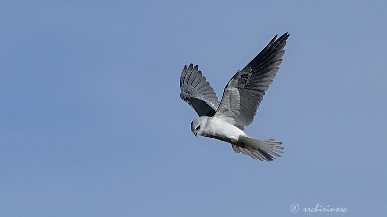 White-tailed kite