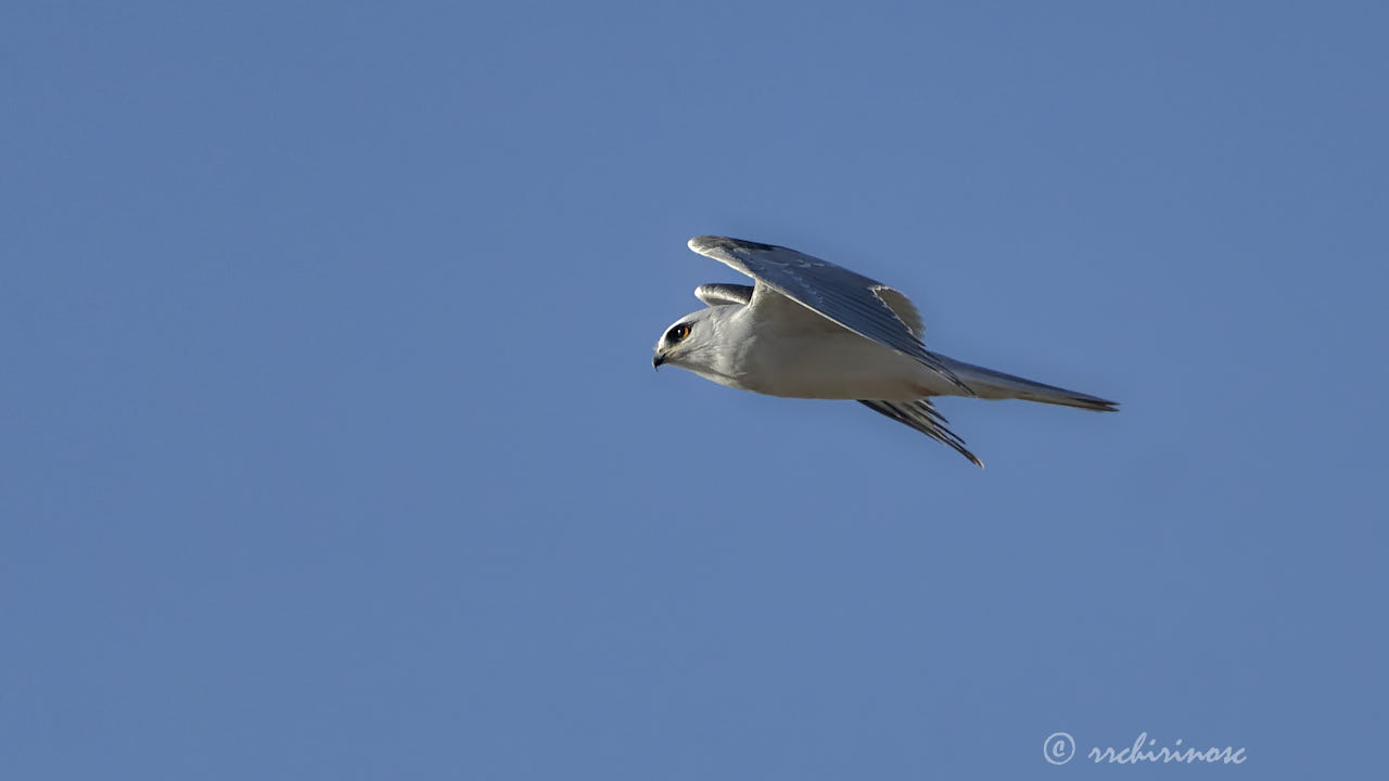 White-tailed kite