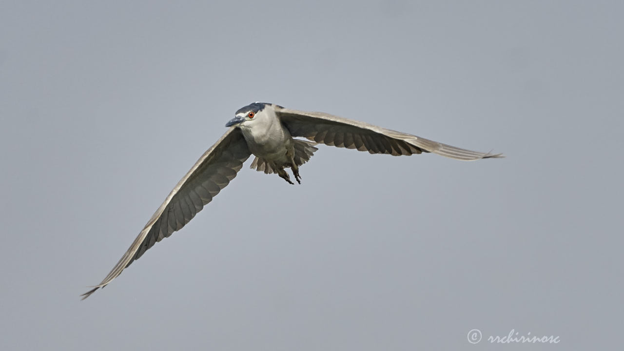 Black-crowned night heron