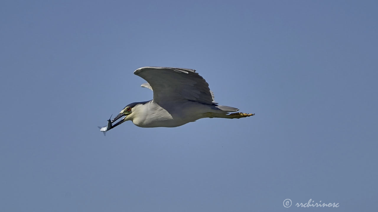 Black-crowned night heron