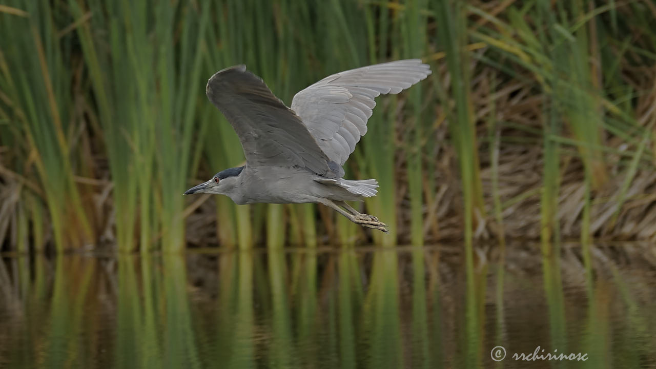 Black-crowned night heron