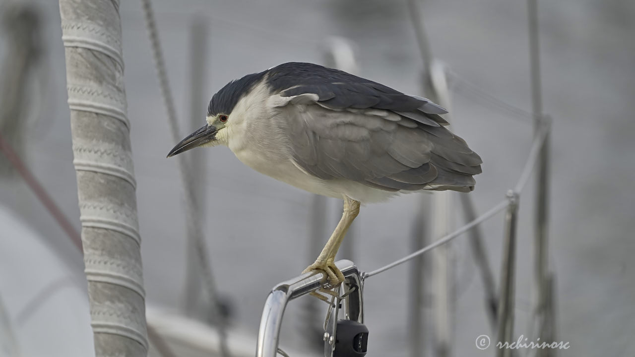 Black-crowned night heron