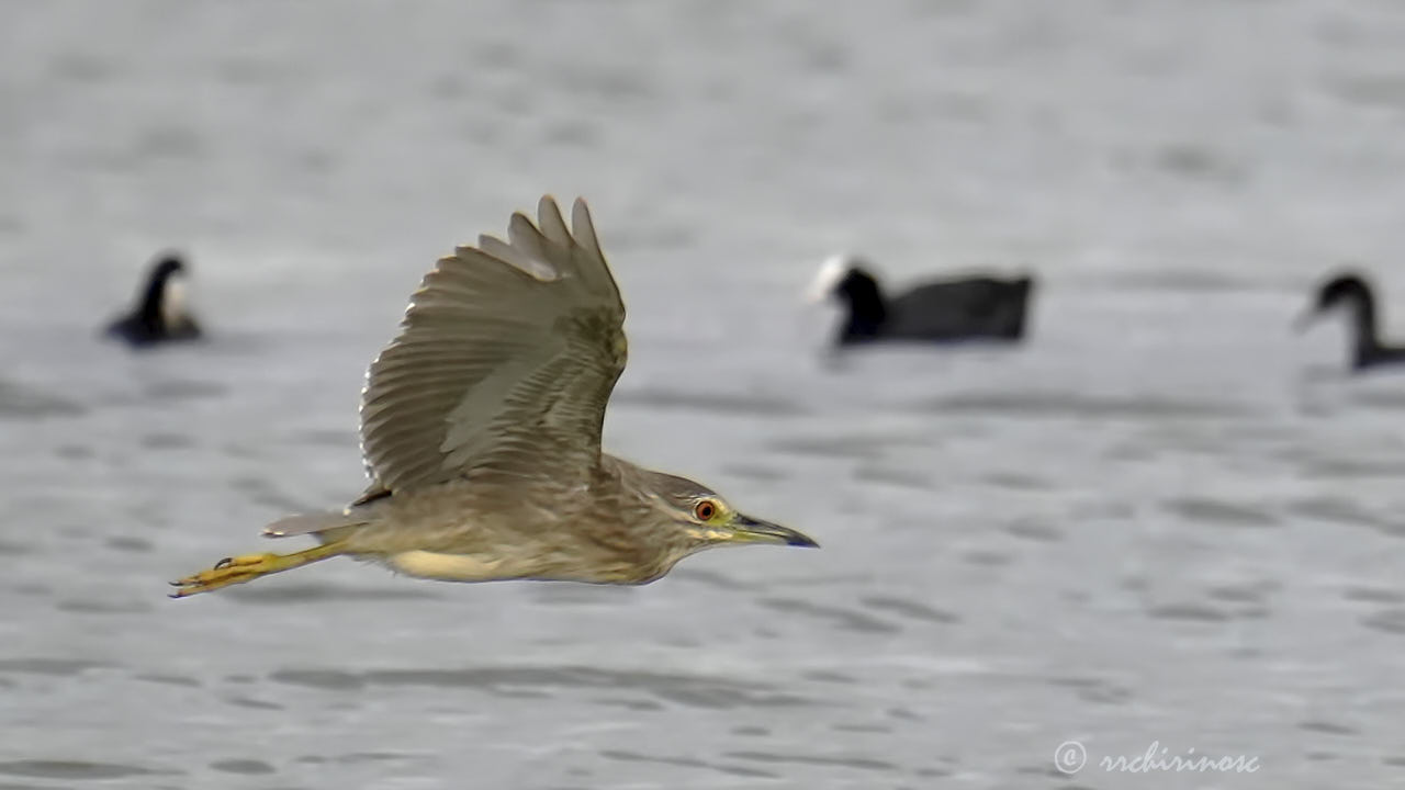 Black-crowned night heron