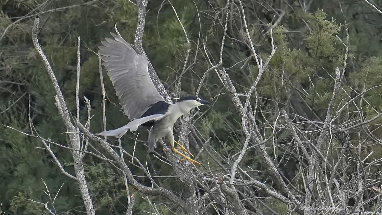 Black-crowned night heron