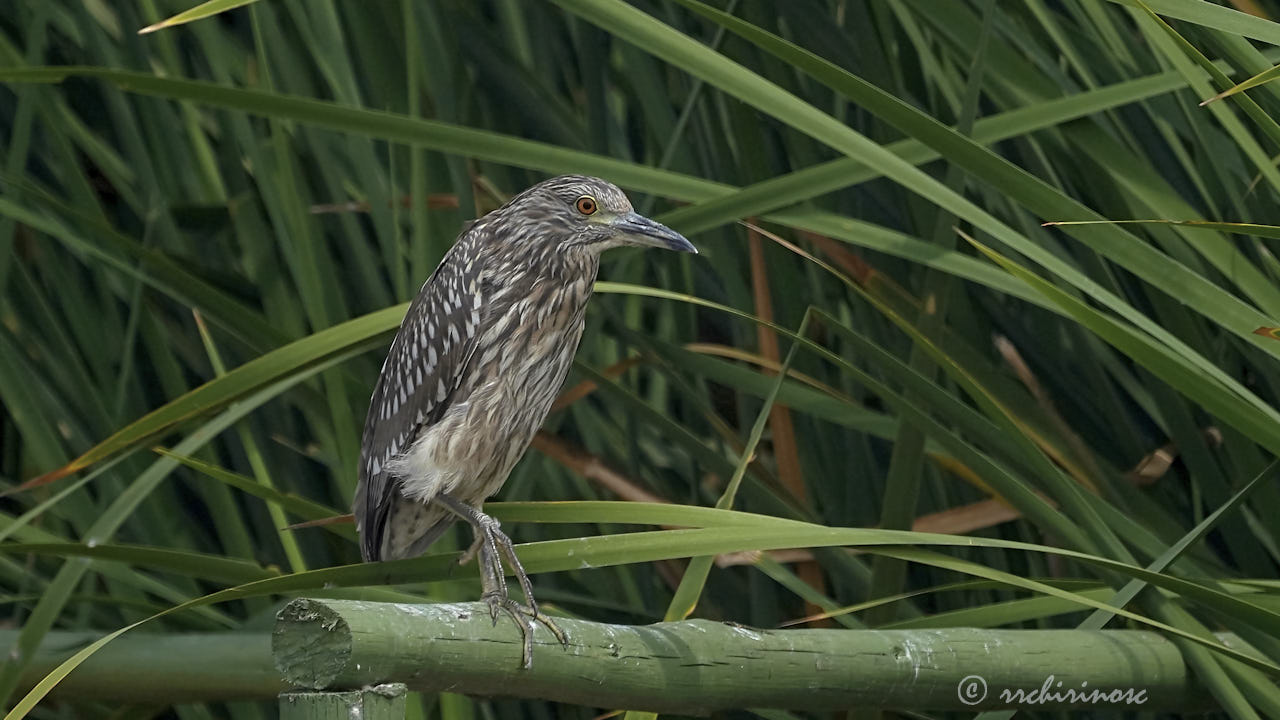 Black-crowned night heron