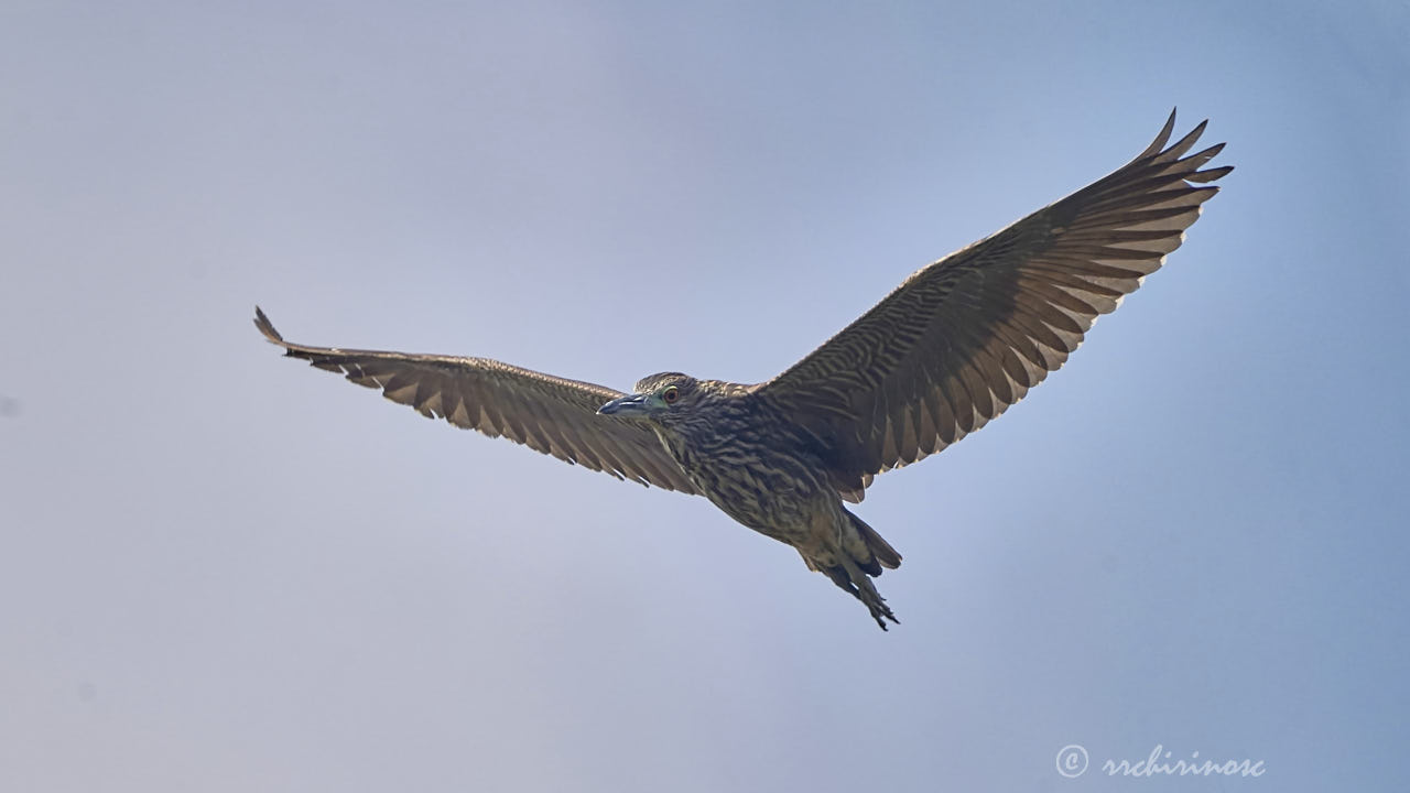 Black-crowned night heron