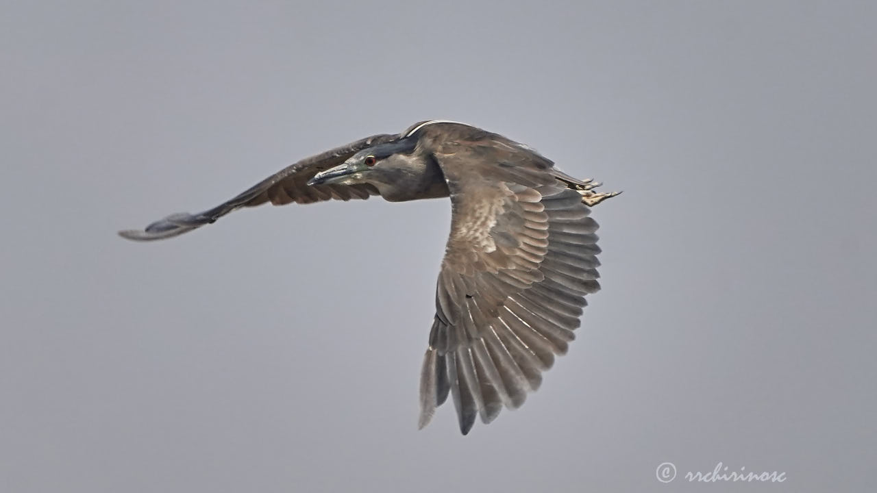 Black-crowned night heron