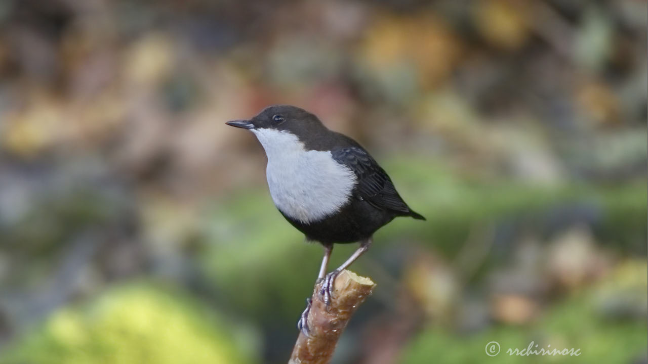 White-throated dipper