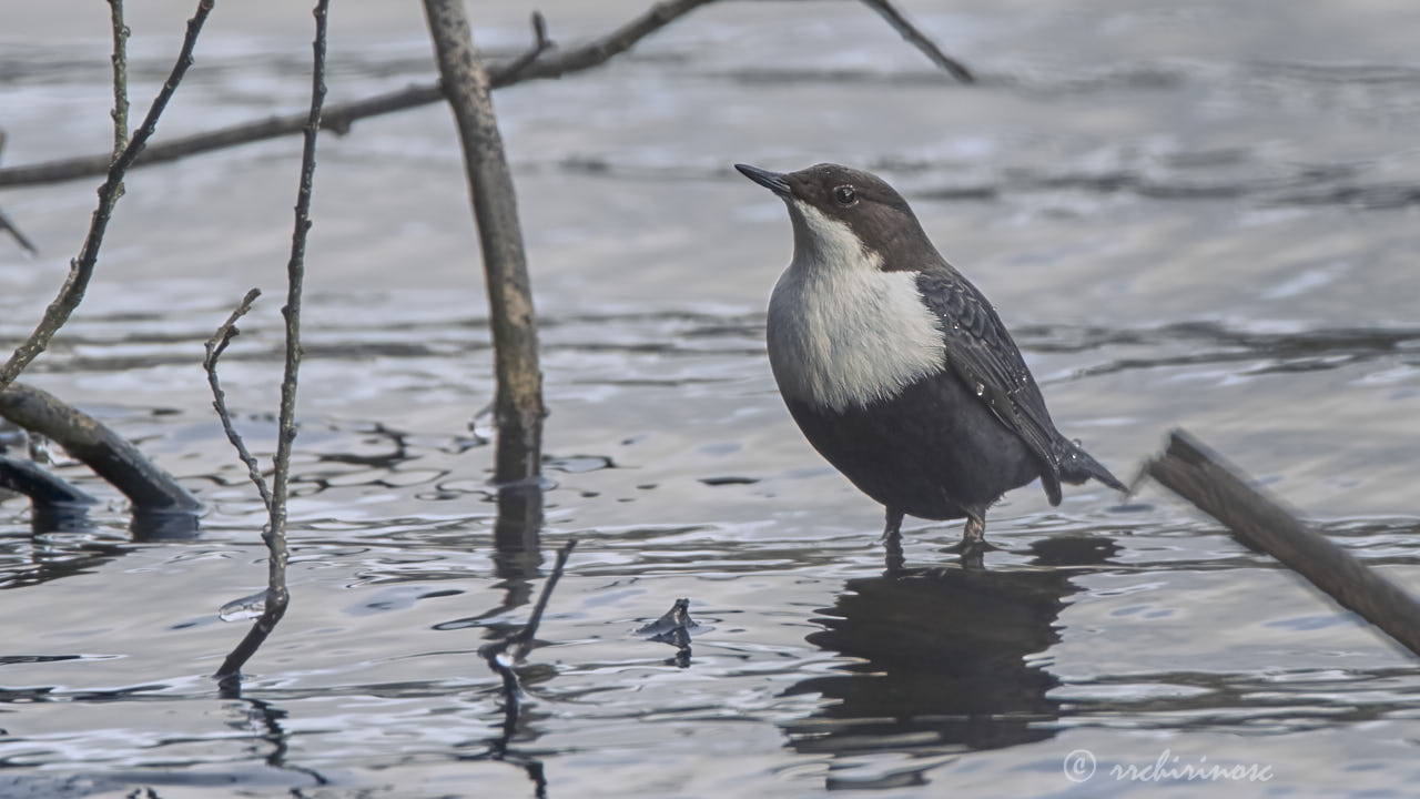 White-throated dipper