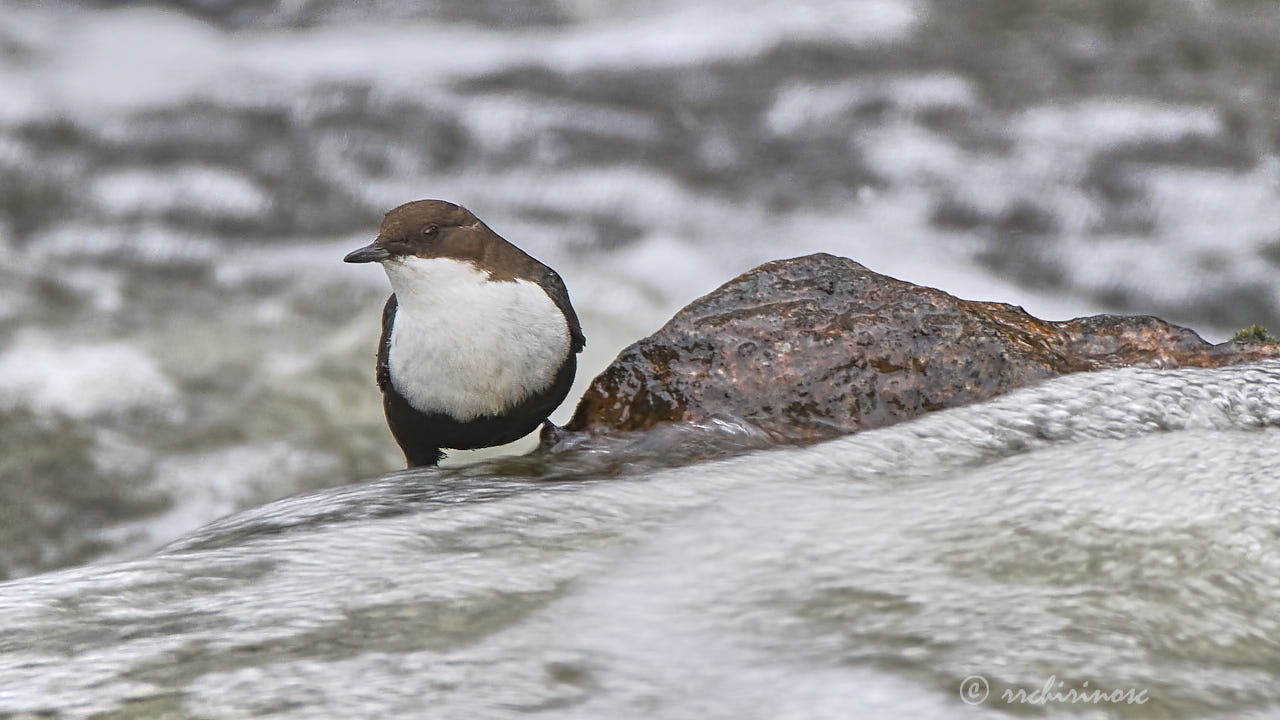 White-throated dipper