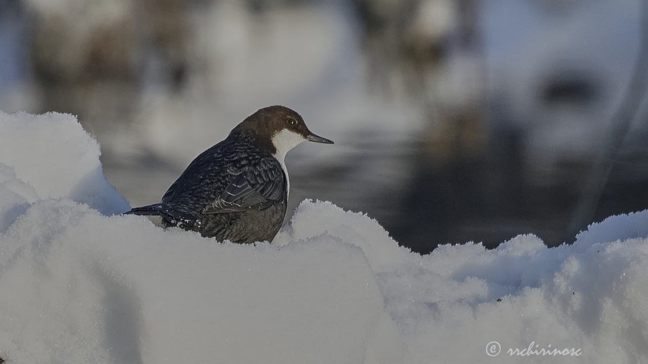 White-throated dipper