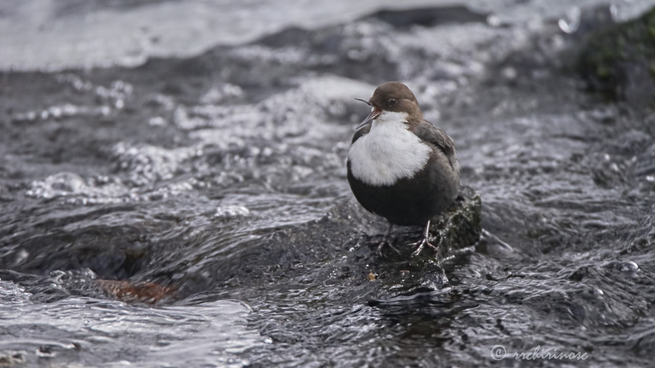 White-throated dipper