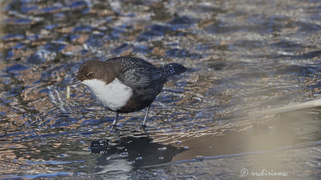 White-throated dipper