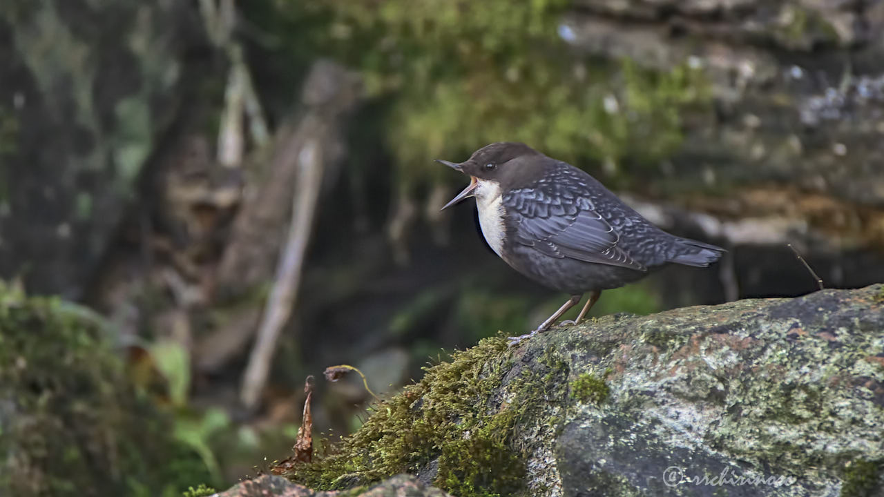 White-throated dipper