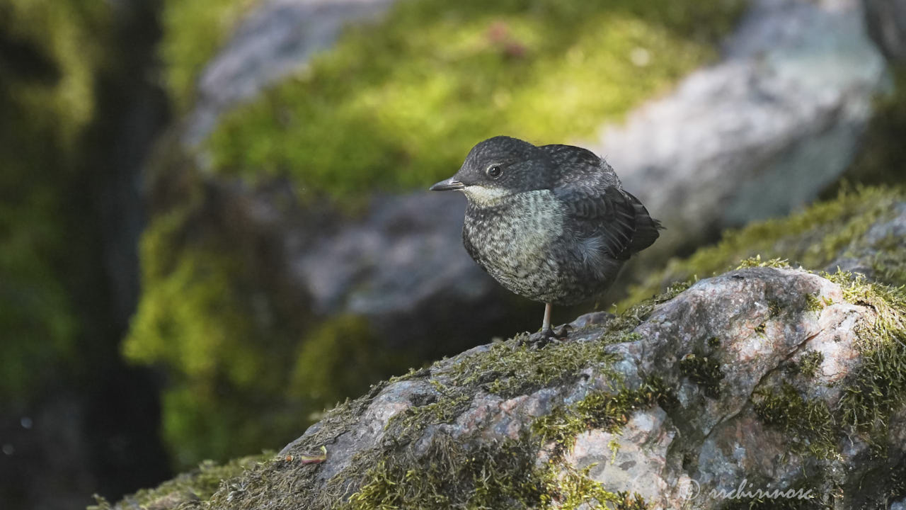 White-throated dipper