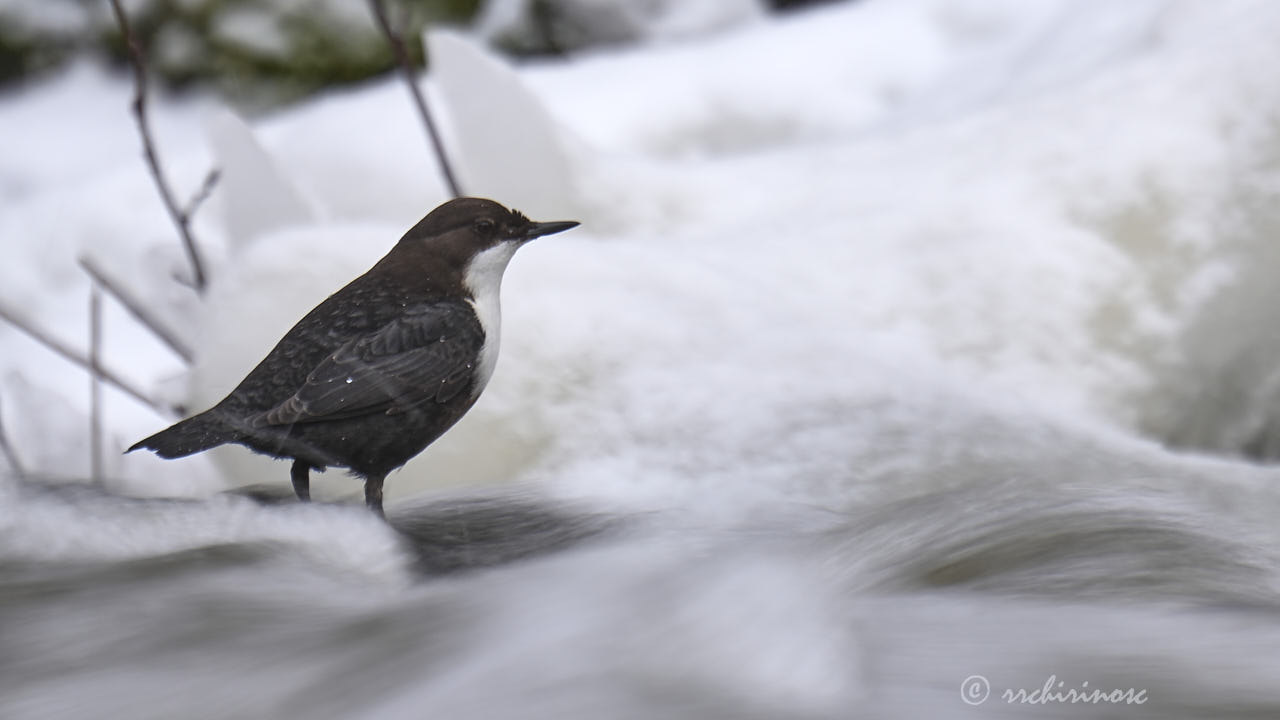 White-throated dipper