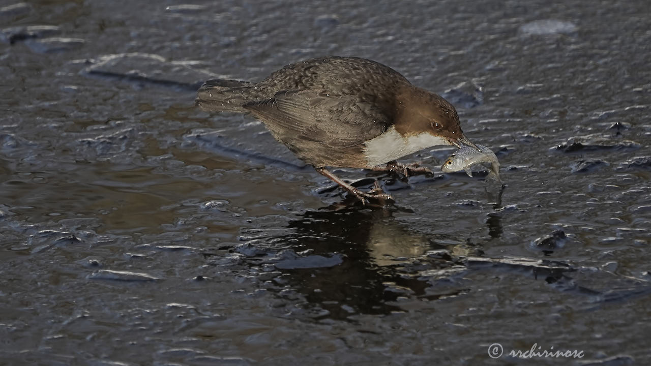 White-throated dipper