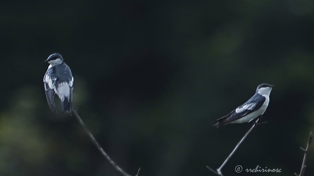 White-winged swallow