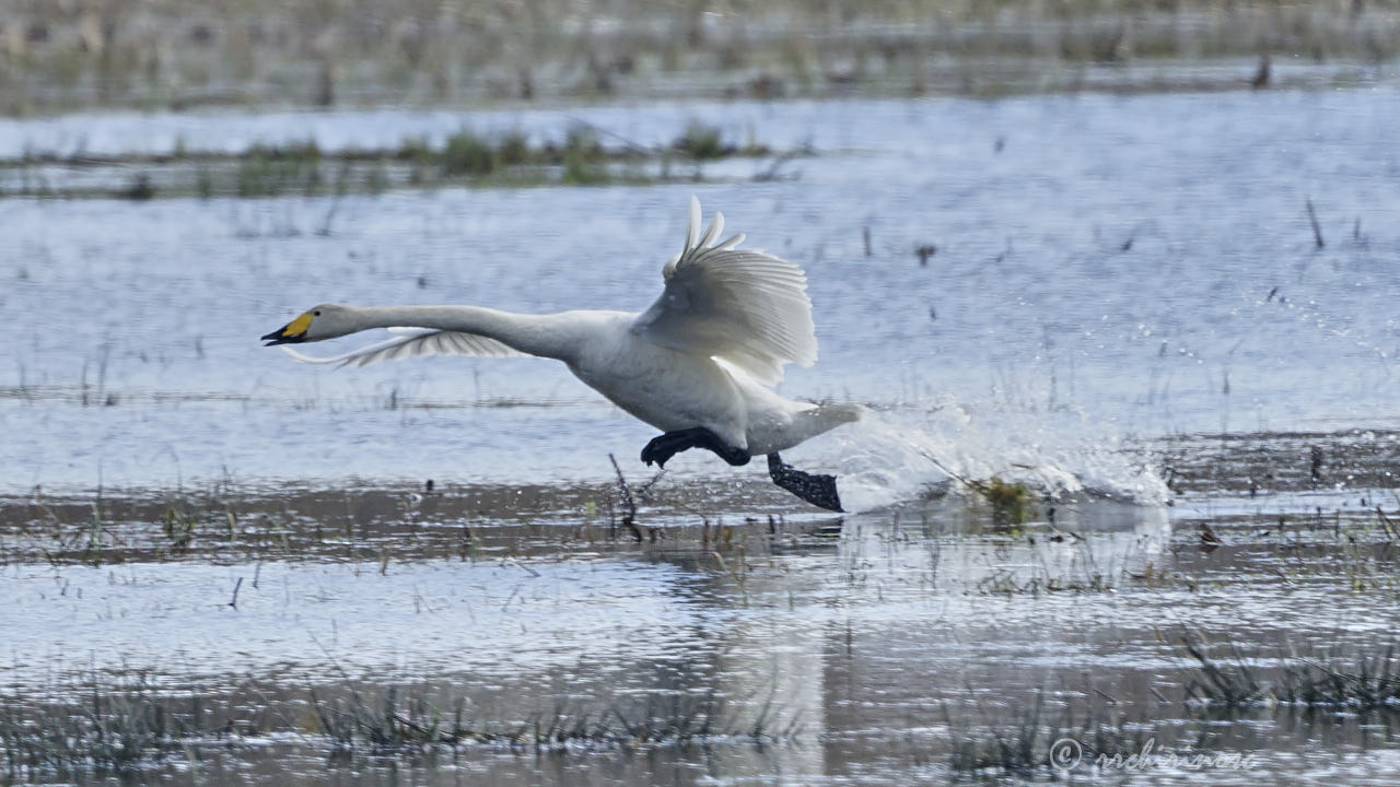 Whooper swan