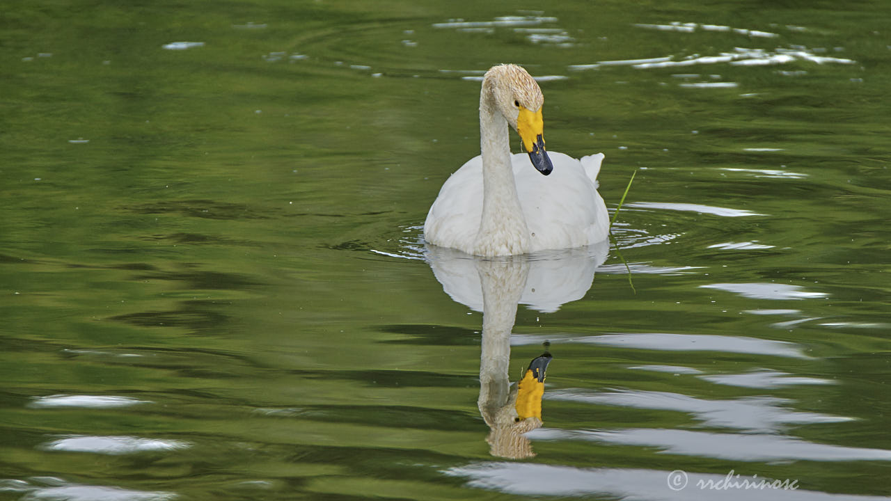 Whooper swan