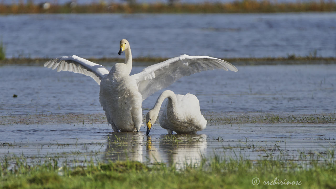 Whooper swan