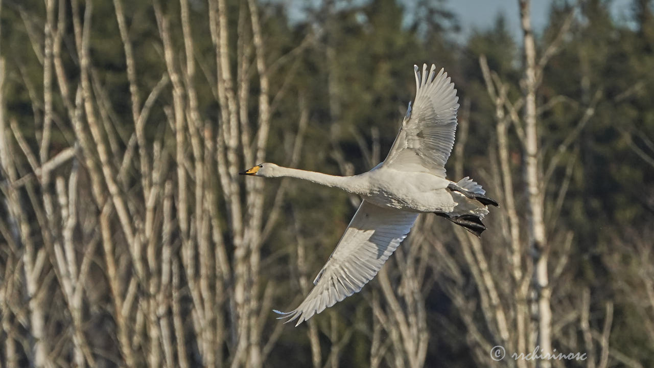 Whooper swan