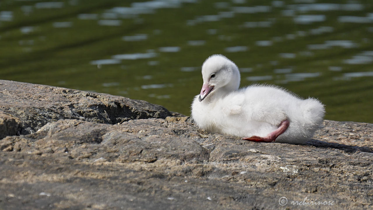 Whooper swan