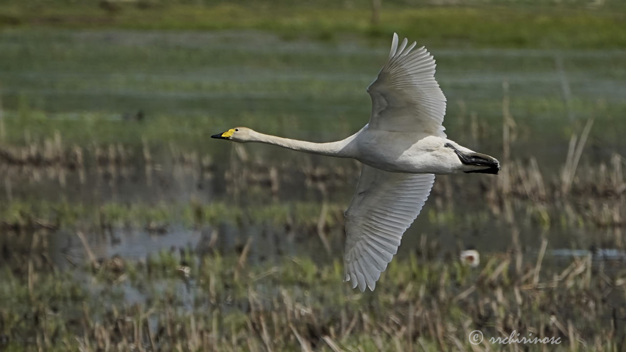 Whooper swan