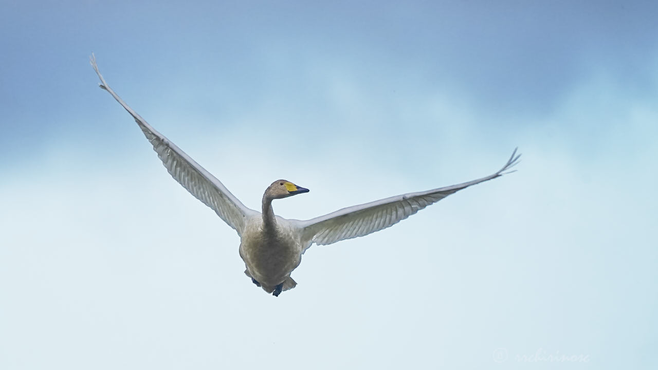 Whooper swan