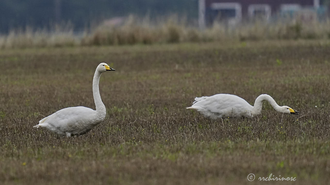 Whooper swan