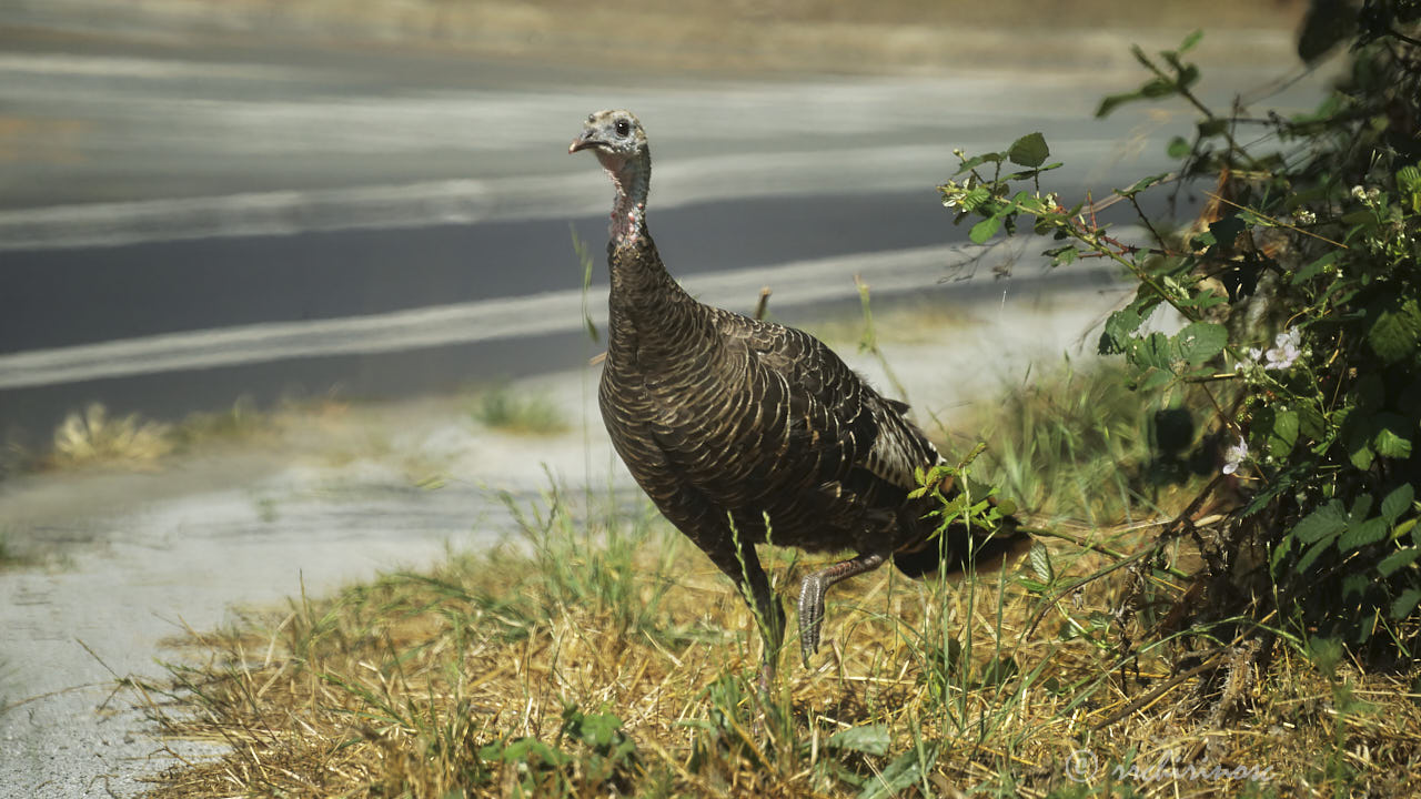 Wild turkey