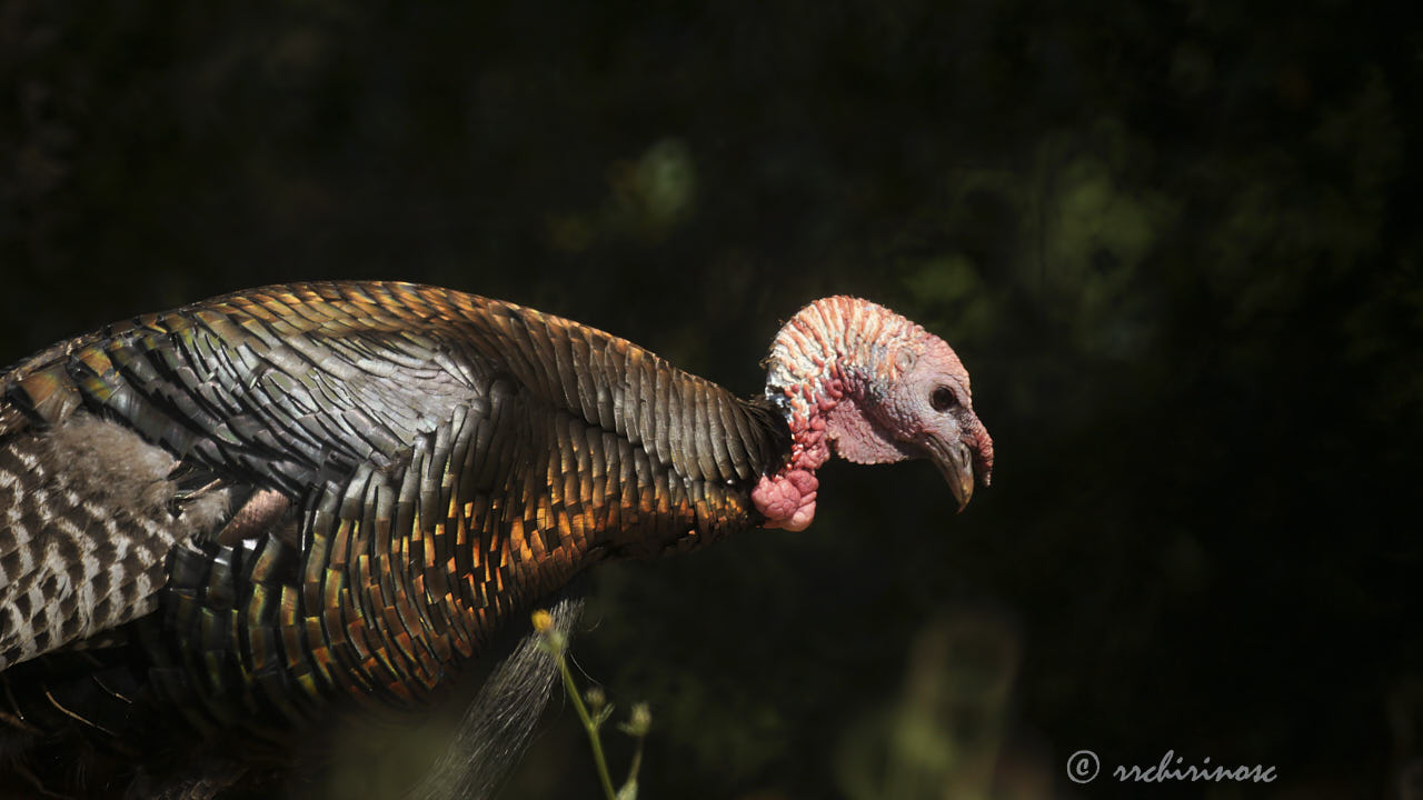 Wild turkey