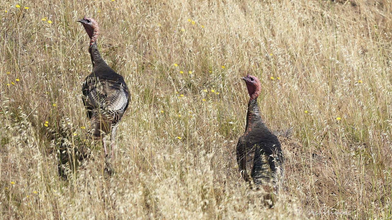 Wild turkey