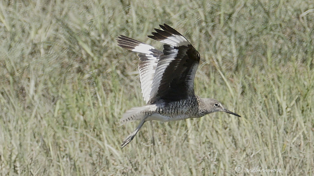 Willet