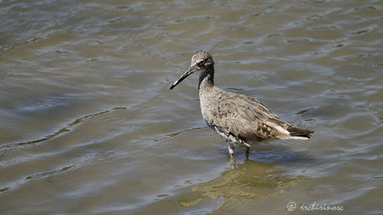 Willet