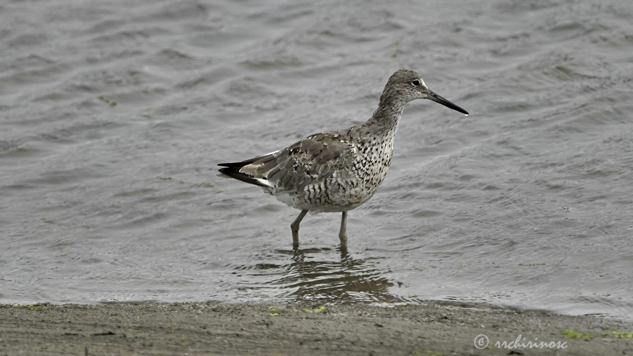 Willet