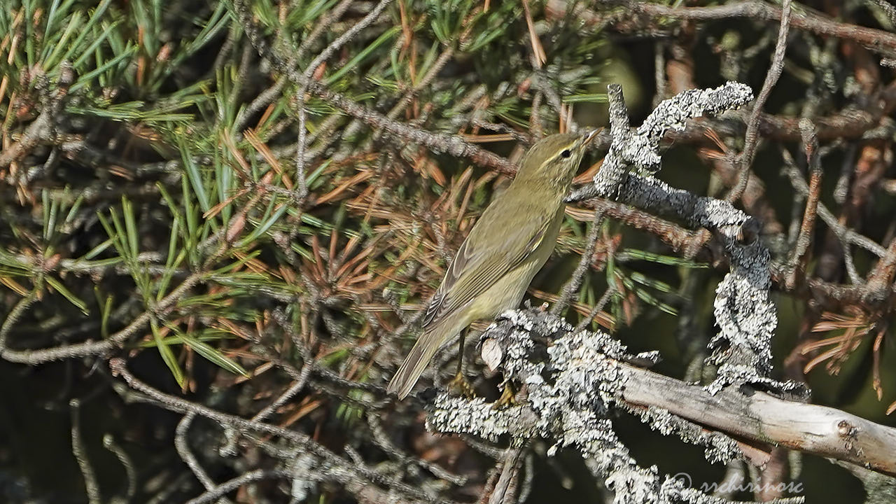 Willow warbler