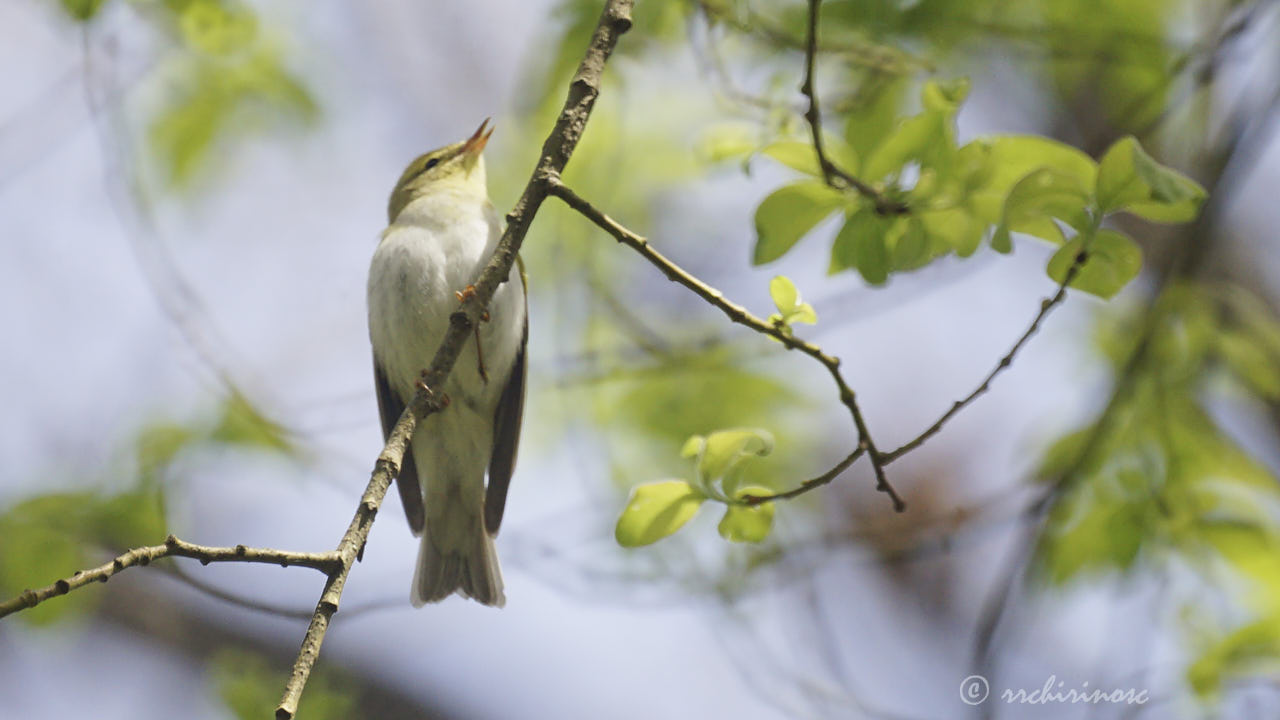 Willow warbler