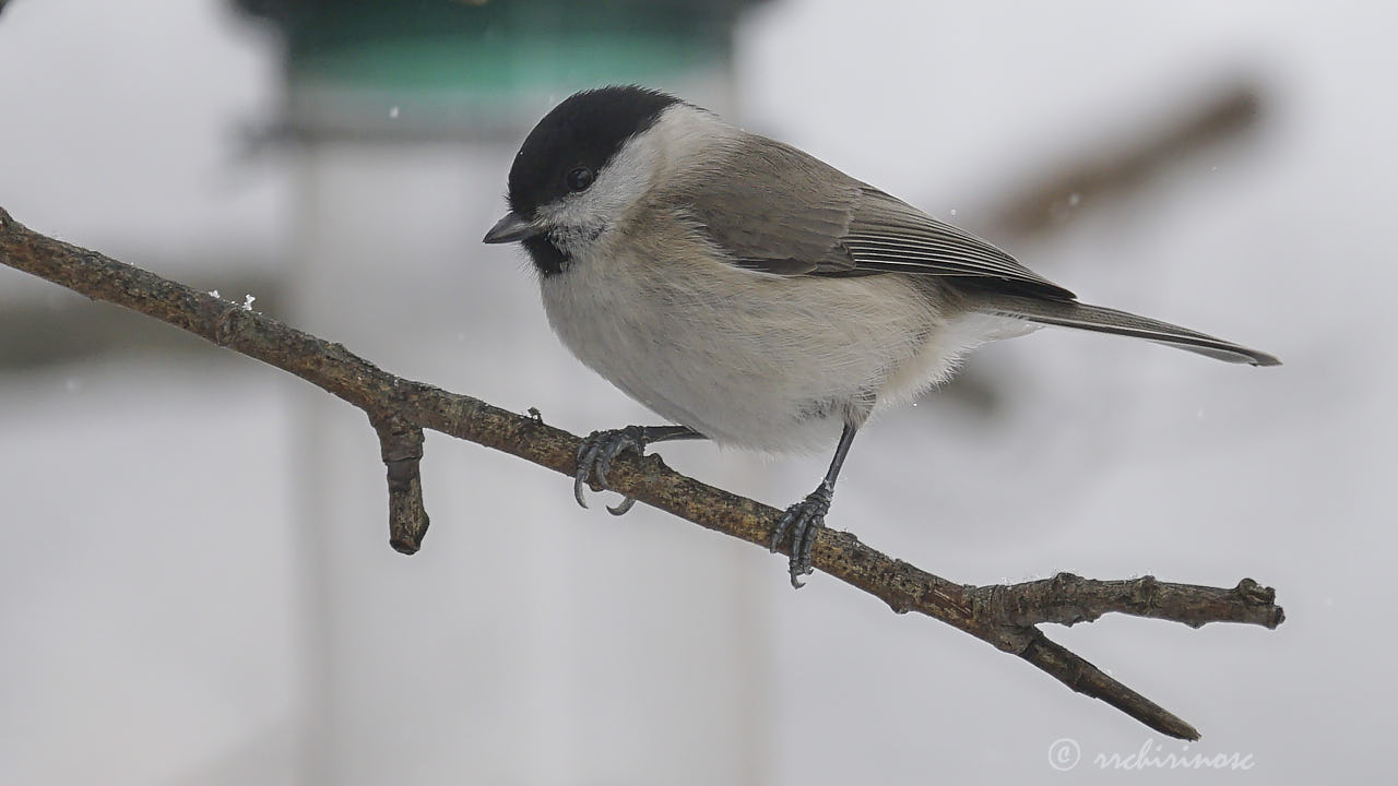 Willow tit