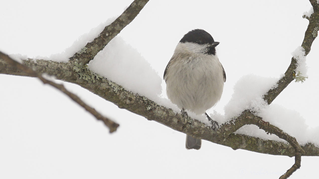 Willow tit