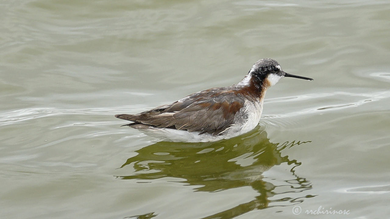 Wilson's phalarope