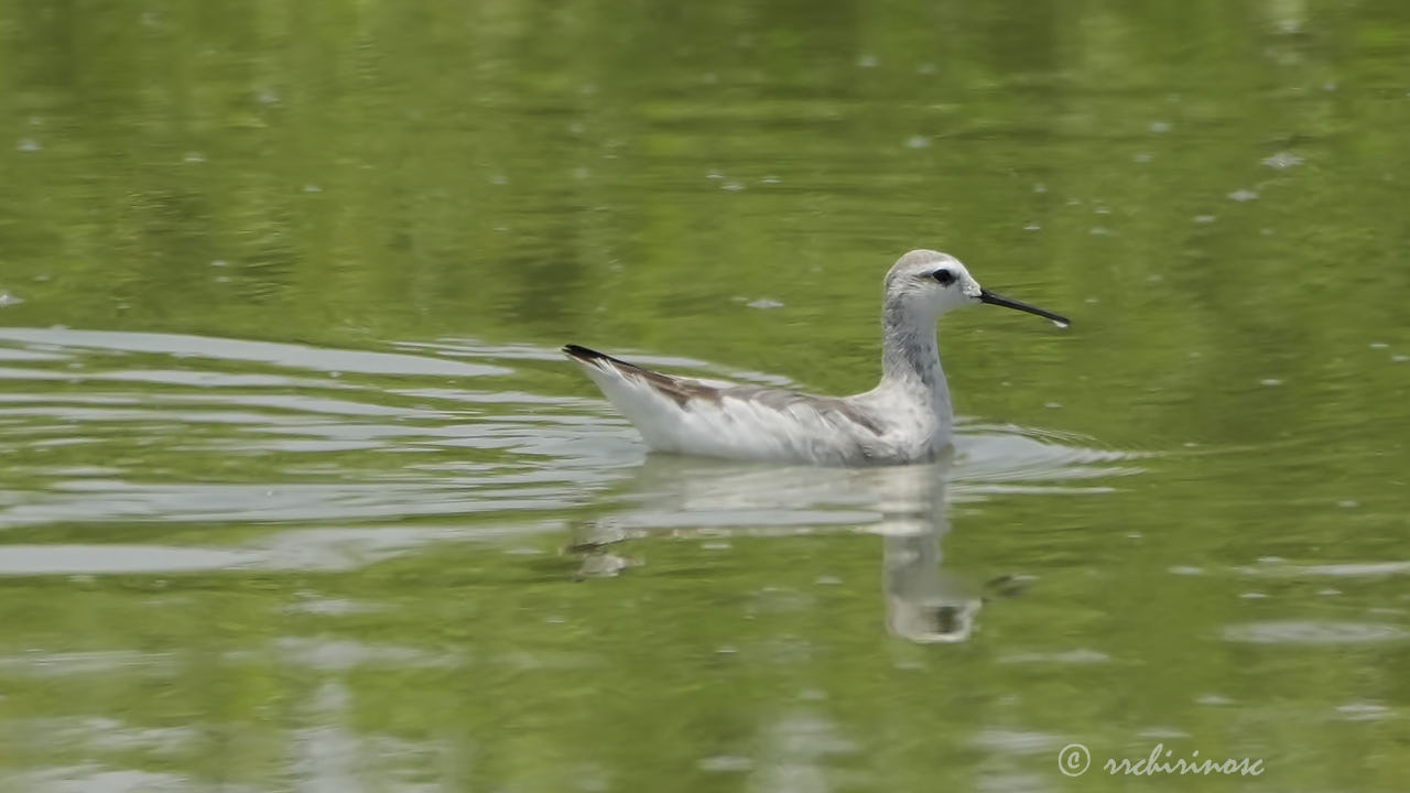 Wilson's phalarope