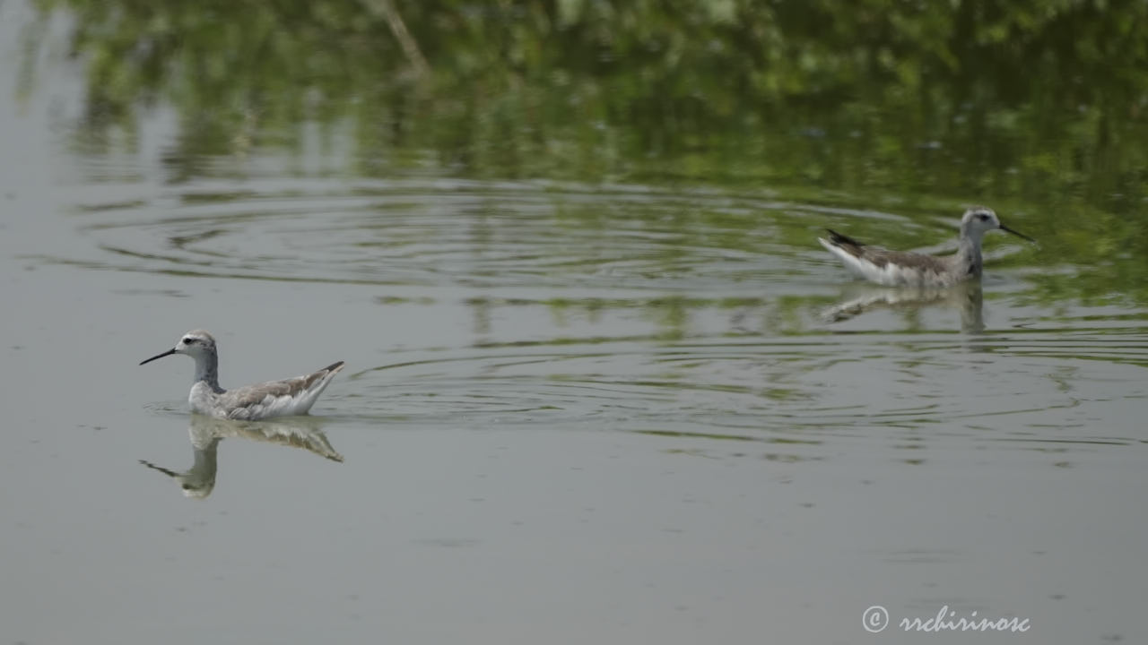 Wilson's phalarope