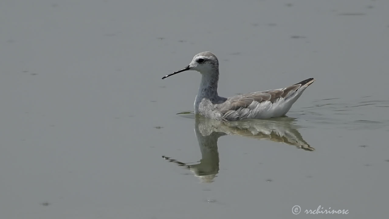 Wilson's phalarope