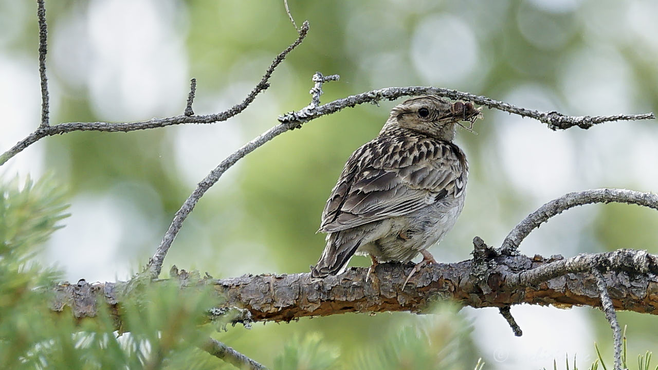 Woodlark