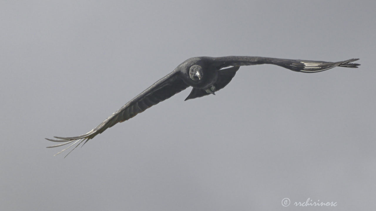 American black vulture