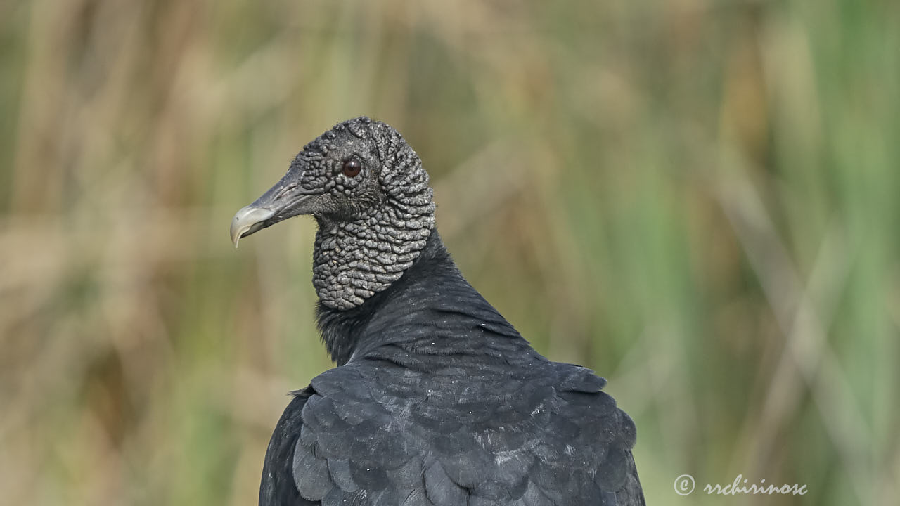 American black vulture