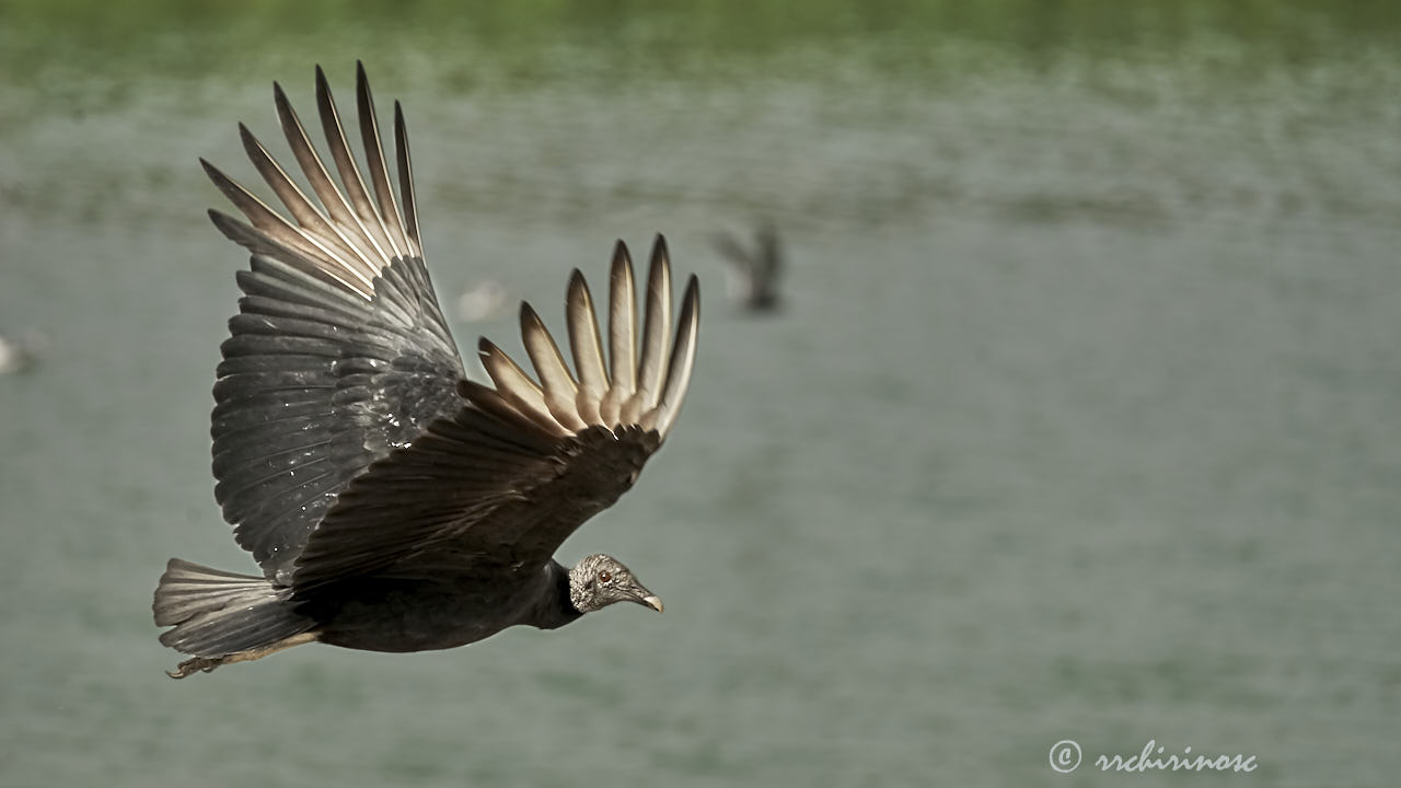 American black vulture