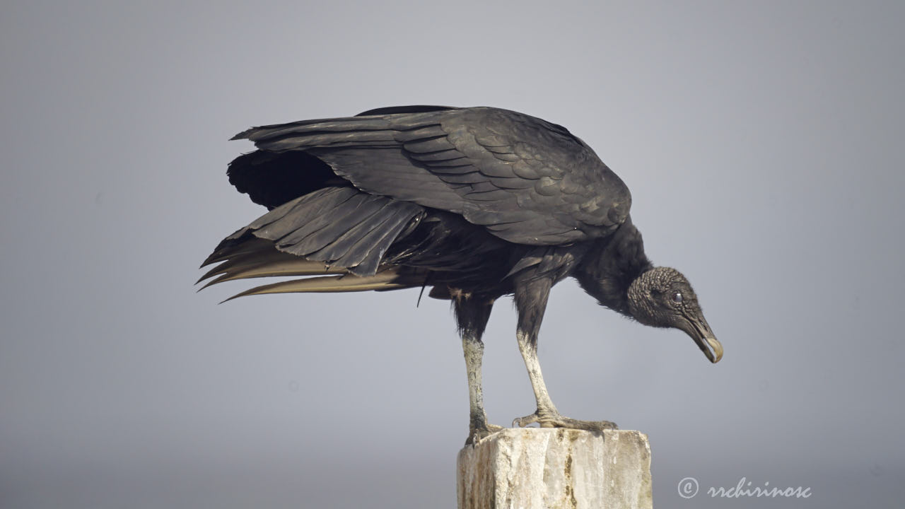 American black vulture